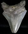 Bargain Megalodon Tooth - South Carolina #18418-1